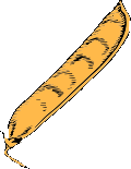 vegetable